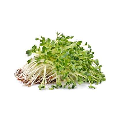 Heap Alfalfa Sprouts