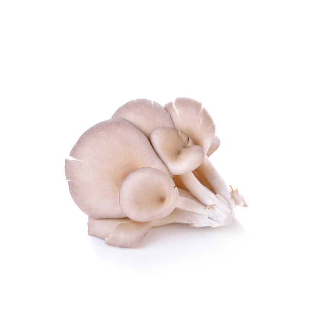 Fresh oyster mushrooms
