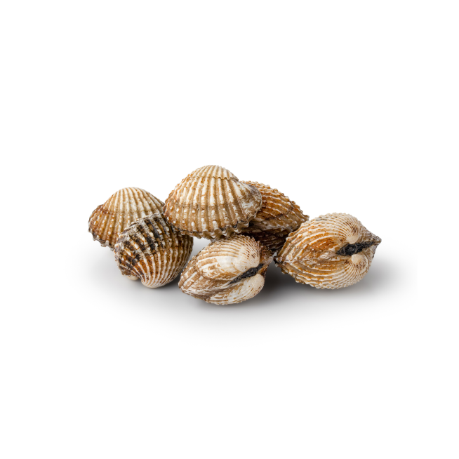 Fresh cockles natural