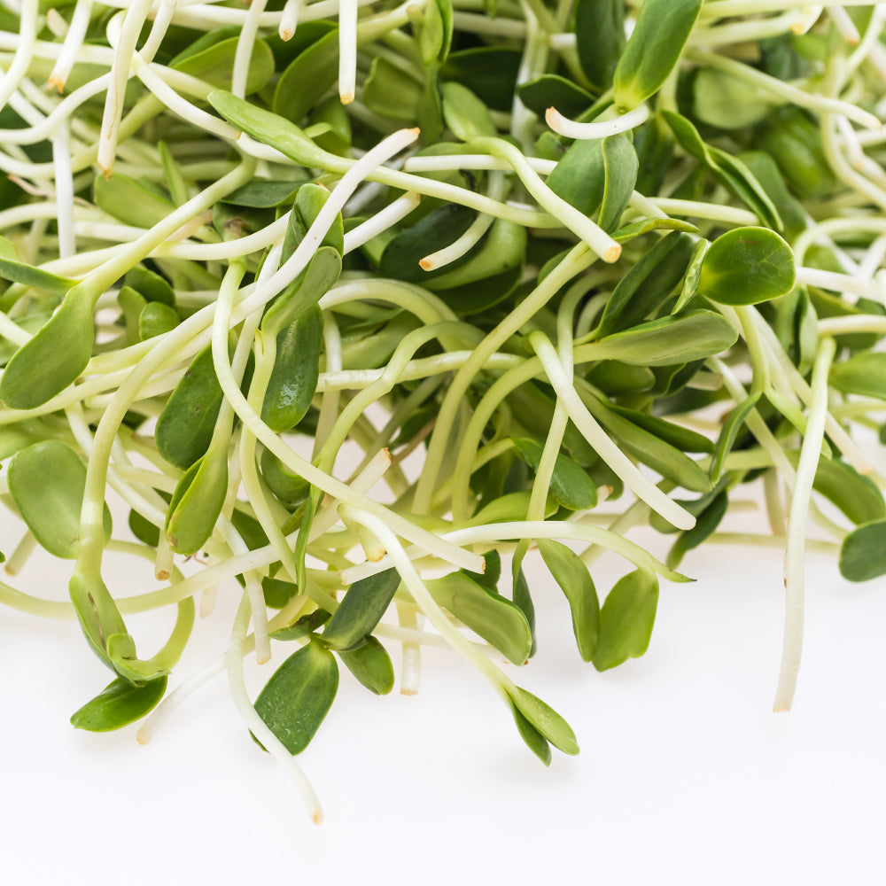 Heap Alfalfa Sprouts